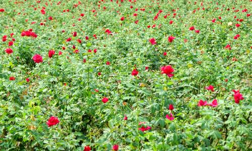 गुलाब की खेती कैसे करें - पूरी जानकारी यहाँ ले!! - Kheti Gyan